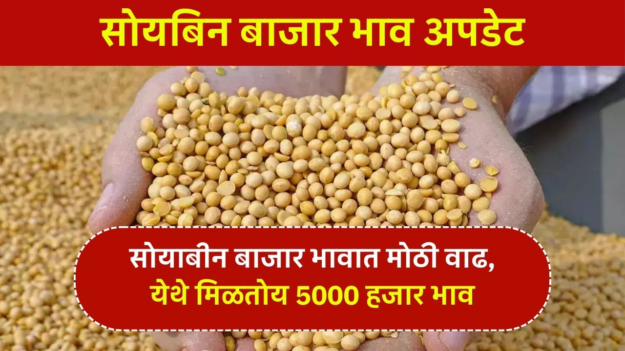 soyabean market
