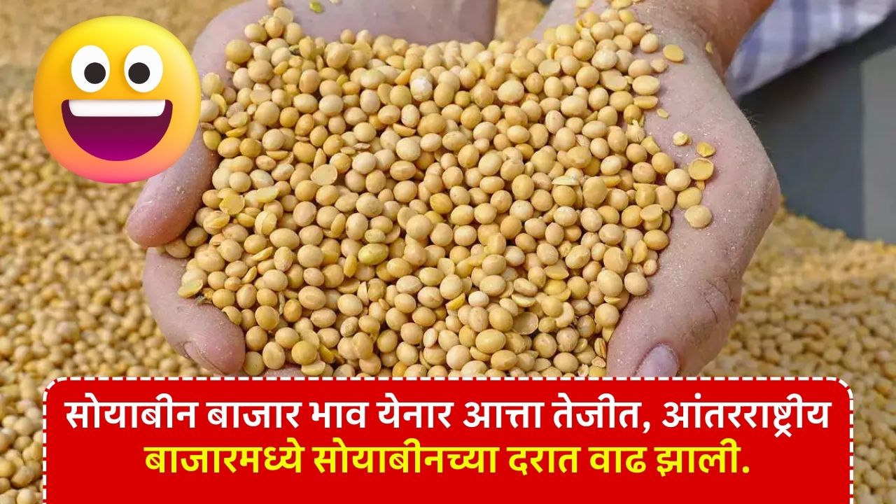 Soyabean Rate India